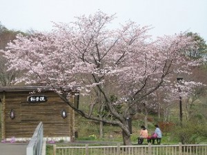 桜